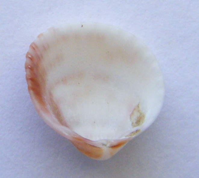 Plagiocardium papillosum
